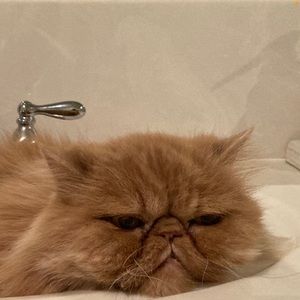 Meet your Posher, Nancy